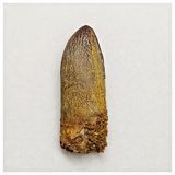 T174 - Beautiful Rebbachisaurus garasbae Diplodocoid Sauropod Dinosaur Tooth