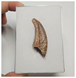 T72 - Top Rare 1.77 Inch Upper Cretaceous Pterosaur Claw KemKem Beds Ifezouane Fm