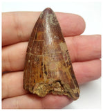 T81 - Serrated 2.16 Inch Carcharodontosaurus Dinosaur Tooth - Cretaceous KemKem