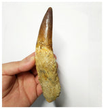 T136 - Impressive Huge 6.06 Inch Spinosaurus Dinosaur Tooth Cretaceous KemKem Beds