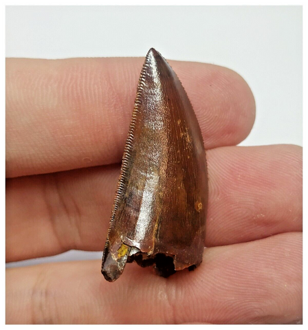 T75 - Finest Grade Dark Carcharodontosaurus Dinosaur Tooth - Cretaceous KemKem