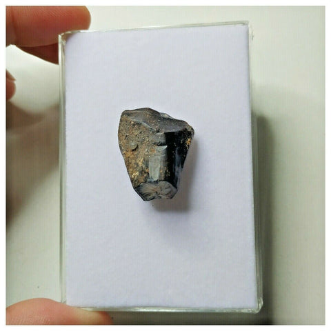 S15 - Ouranosaurus nigeriensis Basal Hadrosaur Dinosaur Tooth Cretaceous Elrhaz Fm