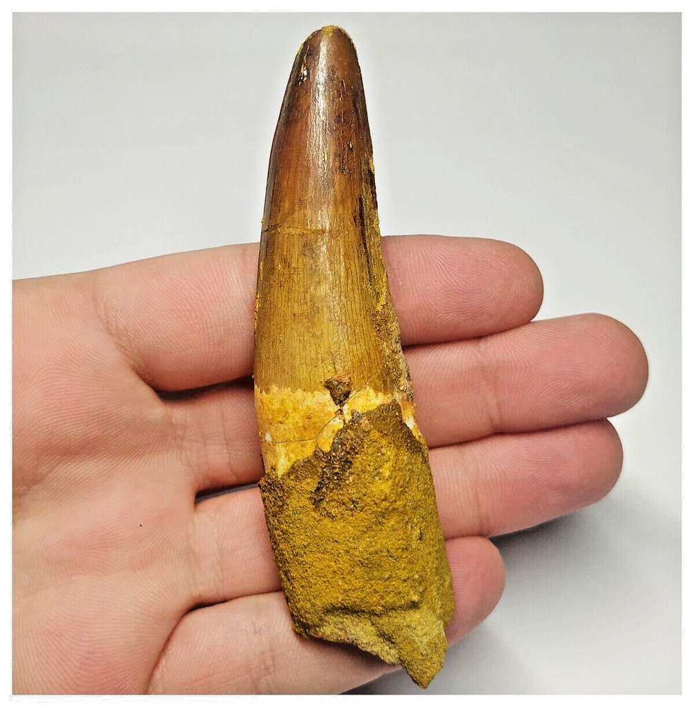 T111 - Nicely Rooted 3.70 Inch Spinosaurus Dinosaur Tooth Cretaceous KemKem Beds