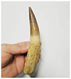T137 - Huge Restored 6.18 Inch Spinosaurus Dinosaur Tooth Cretaceous KemKem Beds