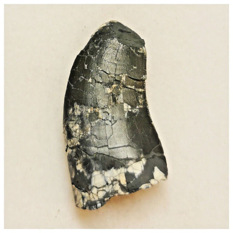 JS78 - Rare Afrovenator abakensis Megalosaurid Dinosaur Tooth Jurassic Tiouraren Fm