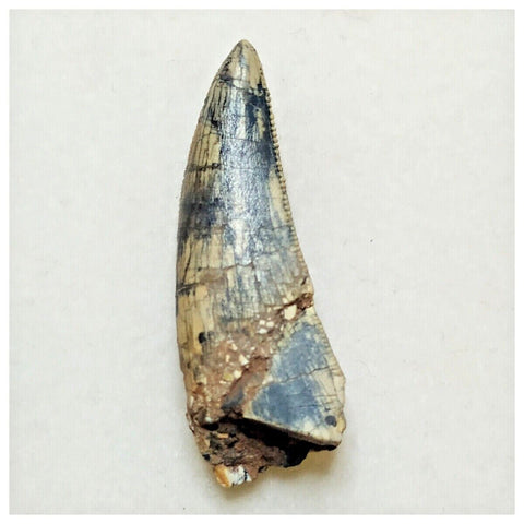 JS14 - Rare Afrovenator abakensis Megalosaurid Dinosaur Tooth Jurassic Tiouraren Fm