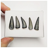 T226 - Set of 5 Sarcosuchus imperator Crocodile Teeth Lower Cretaceous Elrhaz Fm