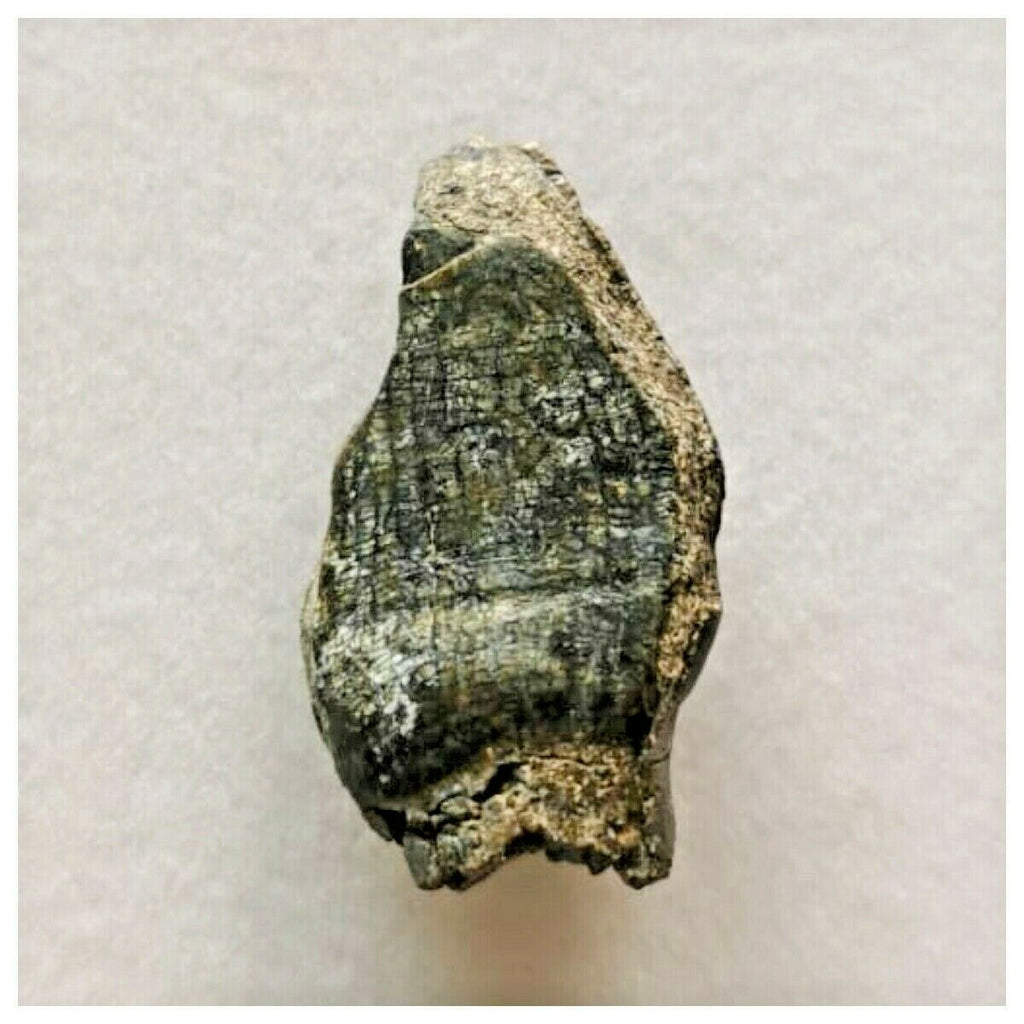 J36 - Top Rare Unidentified Basal Sauropod Dinosaur Tooth Jurassic Tenere Desert