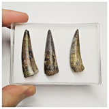 T231 - Set of 3 Sarcosuchus imperator Crocodile Teeth Lower Cretaceous Elrhaz Fm