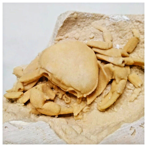 G45 - Finest Quality Fossil Crab (Potamon) Preserved in Travertine Turkey Location