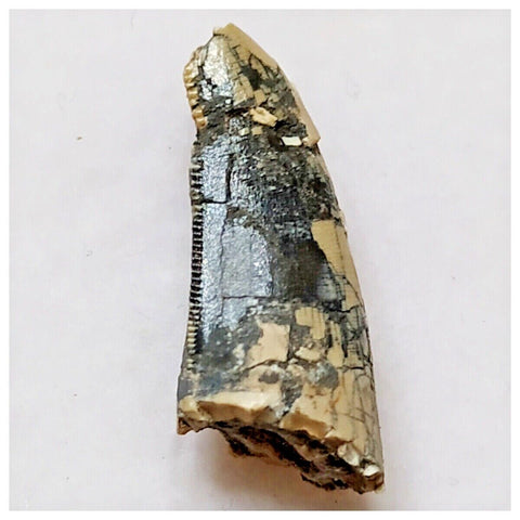 E16 - Rare Afrovenator abakensis Megalosaurid Dinosaur Tooth Jurassic Tiouraren Fm