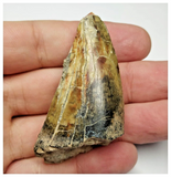 T13 - Top Rare Eocarcharia dinops Dinosaur Tooth - Cretaceous Elrhaz Fm