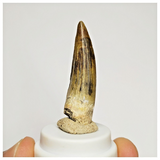 S40 - Finest Grade Suchomimus tenerensis Dinosaur Tooth Lower Cretaceous Elrhaz Fm