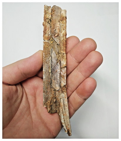T267 - Exceedingly Rare 5.39'' Cretaceous Azhdarchid Pterosaur Dentary Bone KemKem