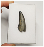 T224 - Rare Suchomimus tenerensis Dinosaur Tooth Lower Cretaceous Elrhaz Fm