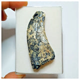 JS29 - Rare Afrovenator abakensis Megalosaurid Dinosaur Tooth Jurassic Tiouraren Fm