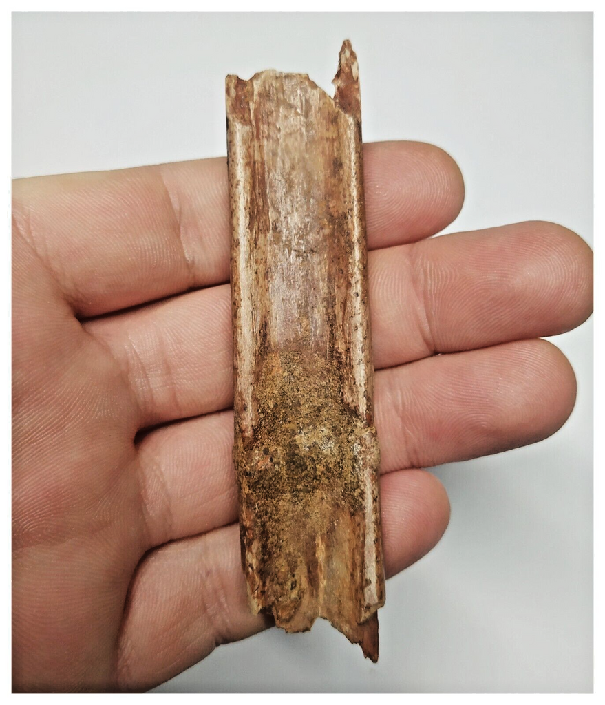 T269 - Exceedingly Rare 3.54'' Cretaceous Azhdarchid Pterosaur Dentary Bone KemKem