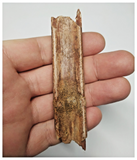 T269 - Exceedingly Rare 3.54'' Cretaceous Azhdarchid Pterosaur Dentary Bone KemKem