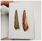 T186 - Set of 2 Large Pterosaur (Coloborhynchus) Teeth Cretaceous KemKem Beds