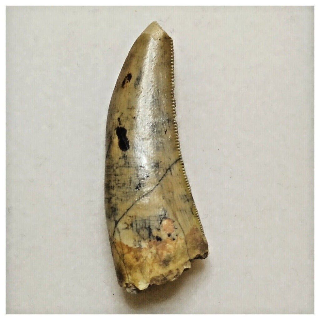 JS18 - Kryptops palaios Abelisaurid Theropod Dinosaur Tooth Cretaceous Elrhaz Fm