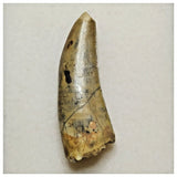 JS18 - Kryptops palaios Abelisaurid Theropod Dinosaur Tooth Cretaceous Elrhaz Fm