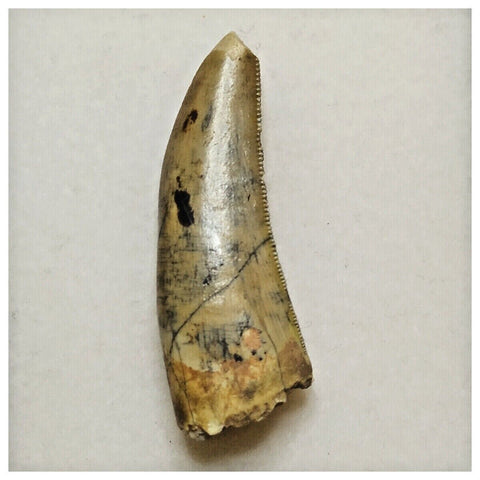 JS18 - Kryptops palaios Abelisaurid Theropod Dinosaur Tooth Cretaceous Elrhaz Fm