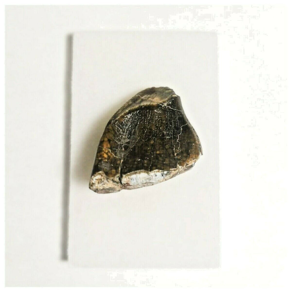 J10 - Top Rare Unidentified Basal Sauropod Dinosaur Tooth Jurassic Tenere Desert