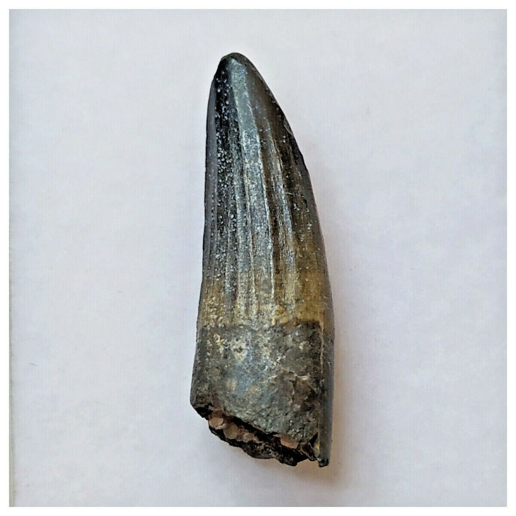 S41 - Exceedingly Rare Suchomimus tenerensis Dinosaur Tooth - Elrhaz Fm - Niger