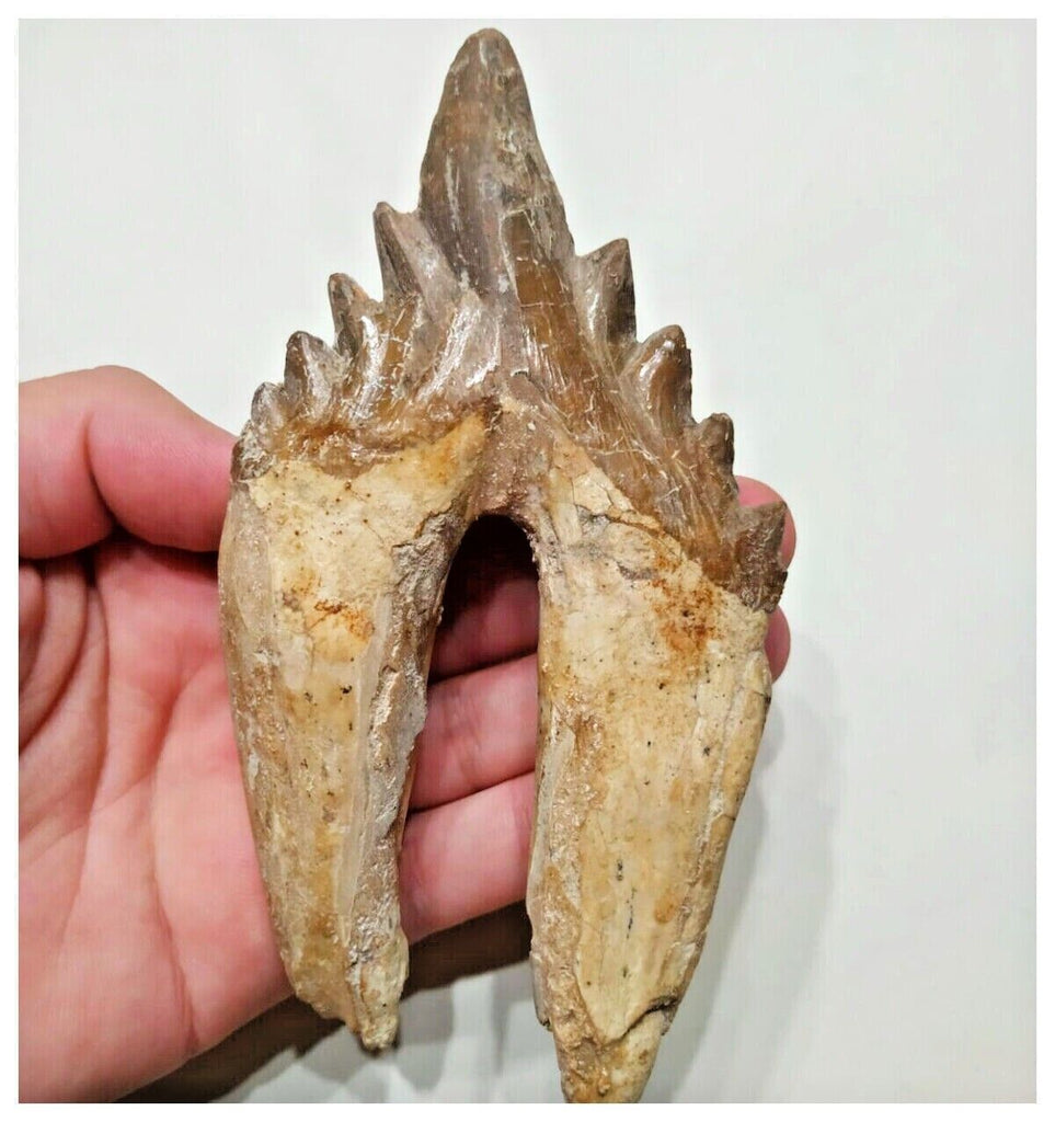 G51 - Top Rare Huge 13.2cm Basilosaurus (Whale Ancestor) Molar Rooted Tooth