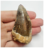 T78 - Black 2.67 Inch Carcharodontosaurus Dinosaur Tooth - Cretaceous KemKem