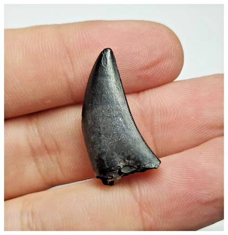 T10 - Rare Eocarcharia dinops Dinosaur Tooth - Cretaceous Elrhaz Fm Tenere Desert