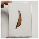 T180 - Nicely Preserved Pterosaur (Coloborhynchus) Tooth Cretaceous KemKem Beds