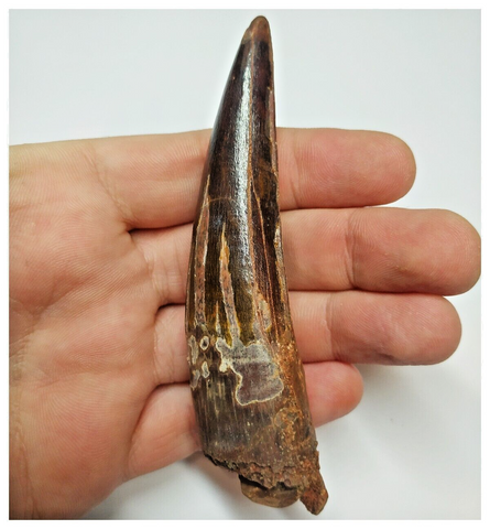 T55- Amazing Black 4.01 Inch Spinosaurus Dinosaur Tooth - Cretaceous KemKem Beds
