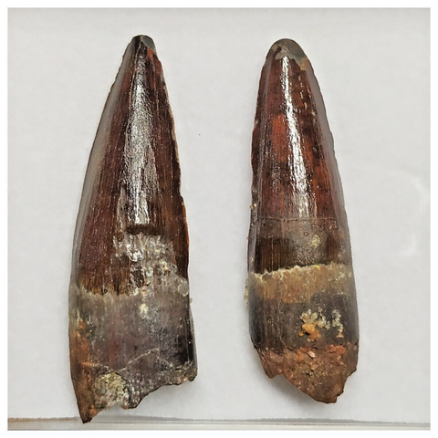 T220 - Set of 2 Finest Grade Spinosaurus Dinosaur Teeth Cretaceous KemKem Beds