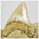 T120 - Finest Quality Serrated 4.68'' Megalodon Tooth in Matrix Indonesia Location