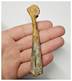 T260 - Top Rare 3.93 Inch Cretaceous Azhdarchid Pterosaur Metacarpal Bone KemKem