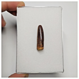 T240- Finest Quality Rebbachisaurus garasbae Diplodocoid Sauropod Dinosaur Tooth