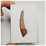 T223 - Large 2.12 Inch Pterosaur (Coloborhynchus) Tooth Cretaceous KemKem Beds