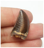 T76 - Finest Grade Dark Carcharodontosaurus Dinosaur Tooth - Cretaceous KemKem