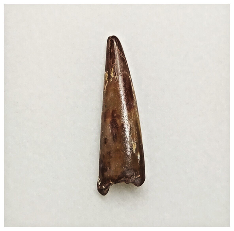 T170 - Nicely Preserved Pterosaur (Coloborhynchus) Tooth Cretaceous KemKem Beds