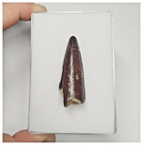 T112 - Finest Grade 1.69'' Red Spinosaurus Dinosaur Tooth Cretaceous KemKem Beds