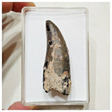 E5 - Rare Eocarcharia dinops Dinosaur Tooth - Cretaceous Elrhaz Fm Tenere Desert