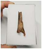 T273 - Top Rare Cretaceous Azhdarchid Pterosaur Partial Cervical Vertebra Bone