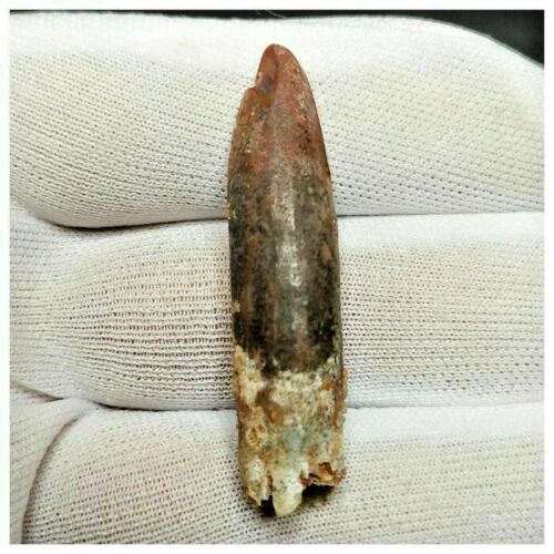 11011 - Great 1.8'' Rebbachisaurus garasbae Diplodocoid Sauropod Dinosaur Tooth
