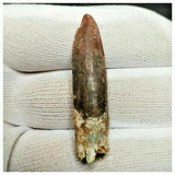 11011 - Great 1.8'' Rebbachisaurus garasbae Diplodocoid Sauropod Dinosaur Tooth