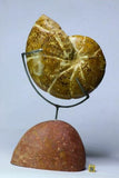 Lot of Decorative Fossils - 143936022763 Order