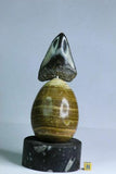 R18, R17, R16, R10 & R155 Lot of Fossil Compositions with pedestals - Order (143935894921)