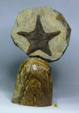 R18, R17, R16, R10 & R155 Lot of Fossil Compositions with pedestals - Order (143935894921)
