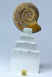 R18, R17, R16, R10 & R155 Lot of Fossil Compositions with pedestals - Order (143935894921)