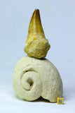 Lot of Decorative Fossils - 143936022763 Order